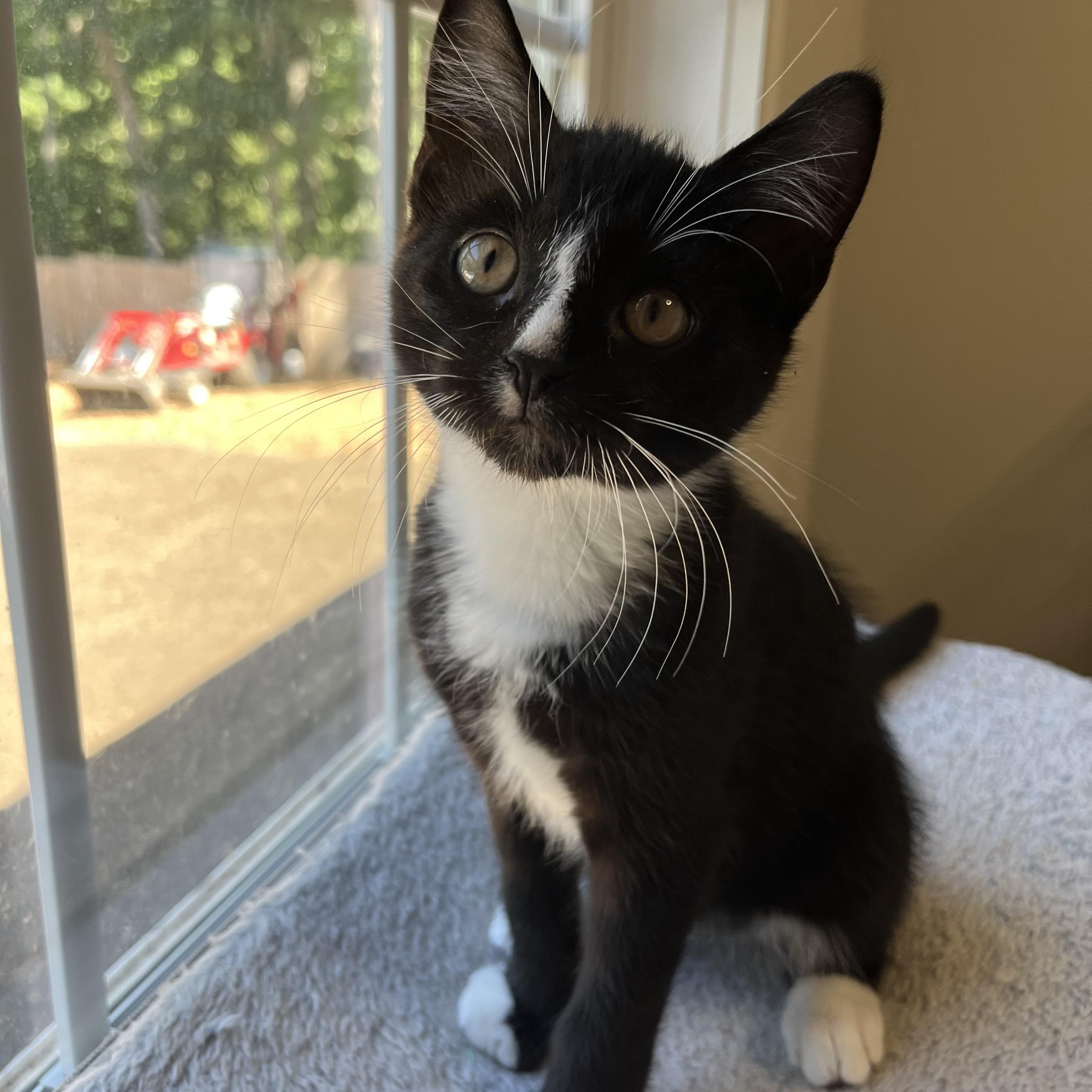 Enlarge Reeses, Jack, Spot, Feather, Snowy, a Adoptable mixed breed in Canton, MA image 2/5