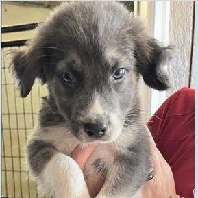 Enlarge Stephen, a Adoptable mixed breed in Briarcliff Manor, NY image 2/3