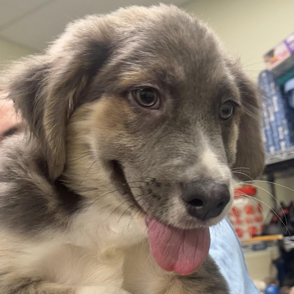 Enlarge Stephen, a Adoptable mixed breed in Briarcliff Manor, NY image 3/3