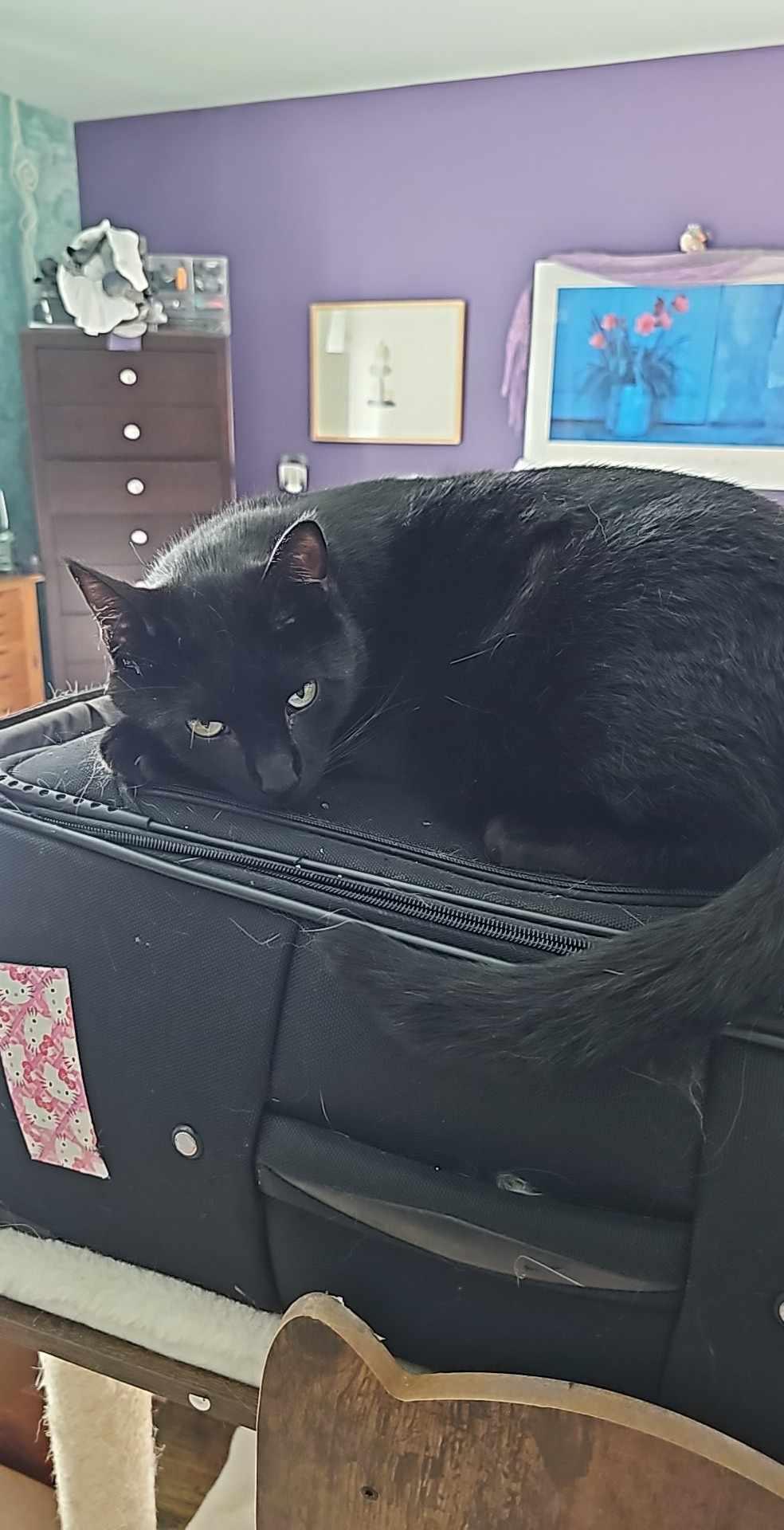 Kente, Adult Male Domestic Short Hair