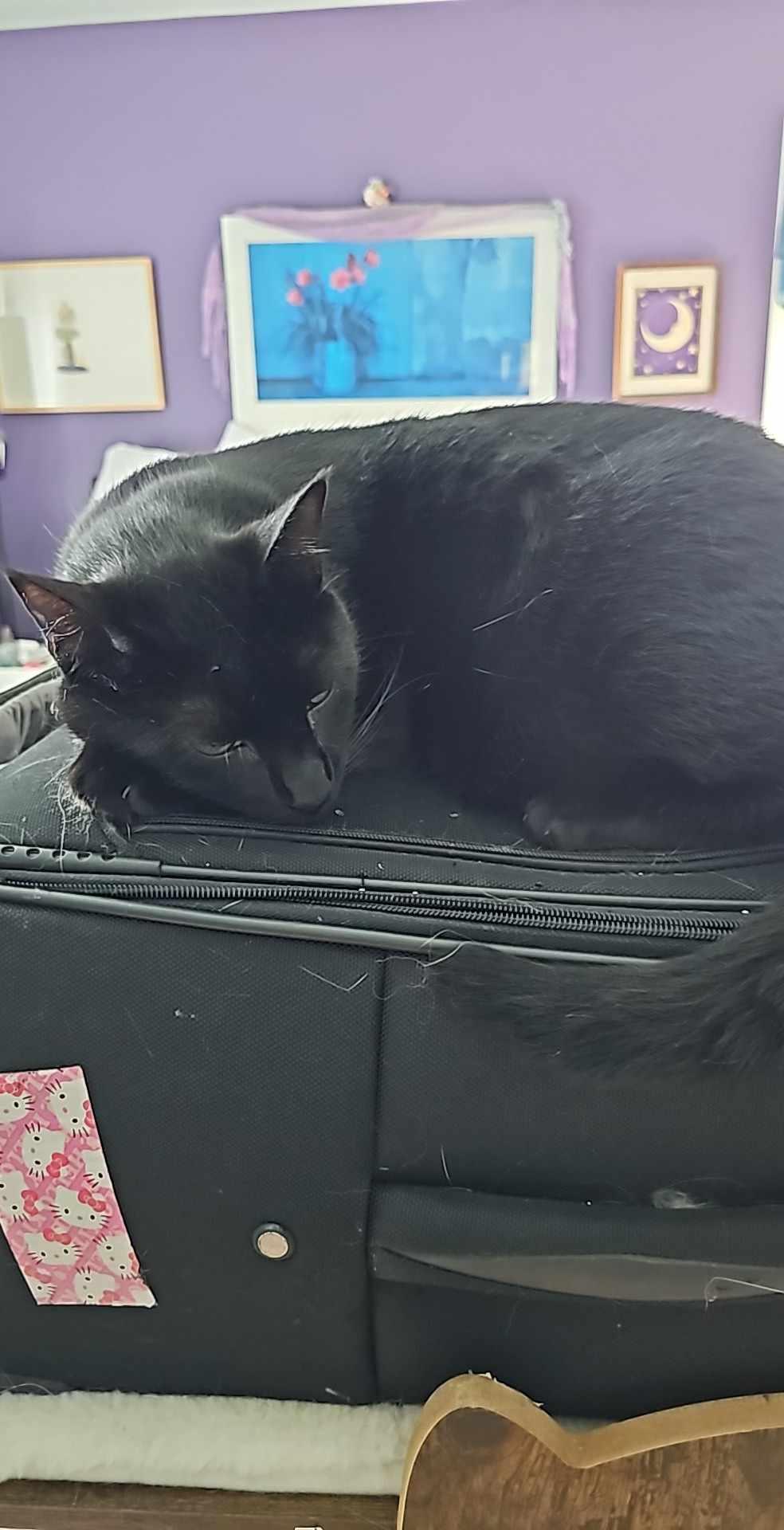 Kente, a Adoptable Domestic Short Hair in East Orange, NJ image 3/6