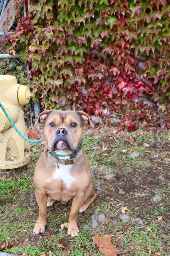 Ulysses, Adoptable, Adult Male English Bulldog & Pit Bull Terrier.