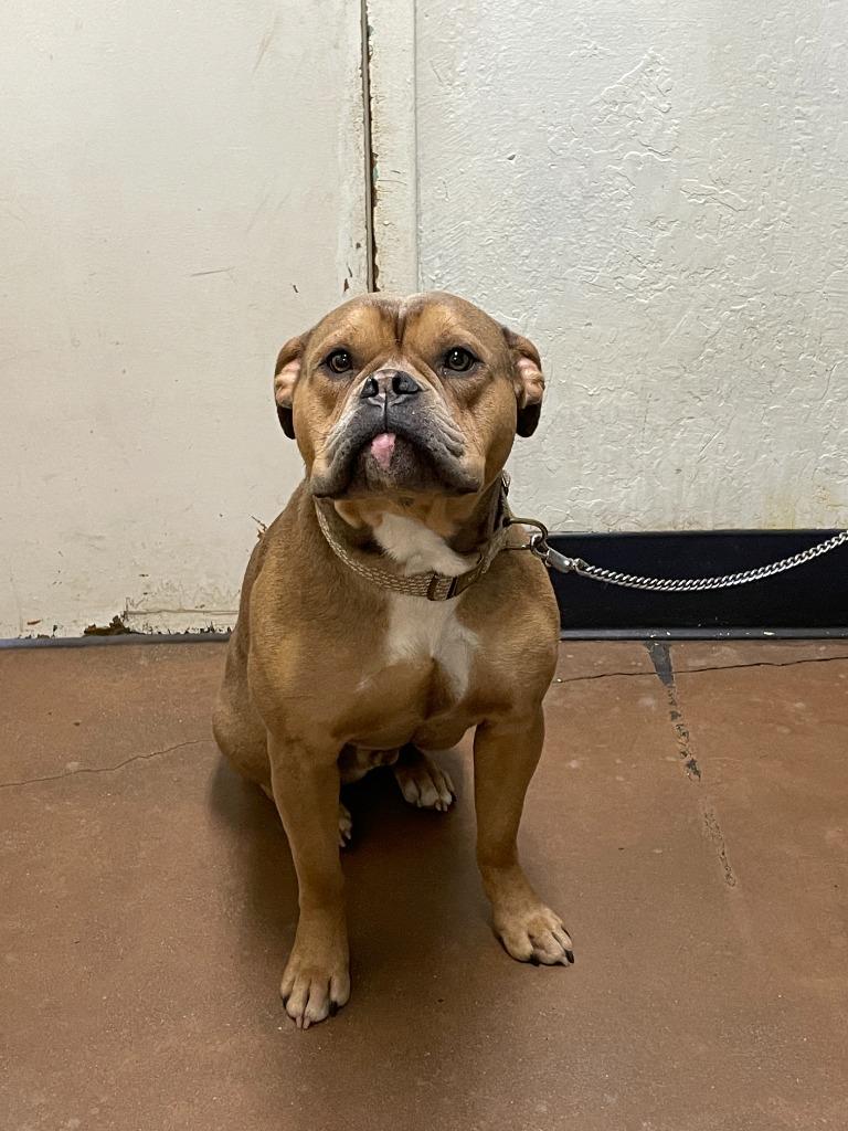 Enlarge Ulysses, a Adoptable mixed breed in Chico, CA image 2/4