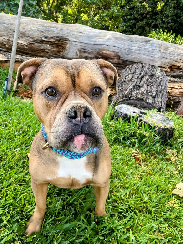 Enlarge Ulysses, a Adoptable mixed breed in Chico, CA image 3/4