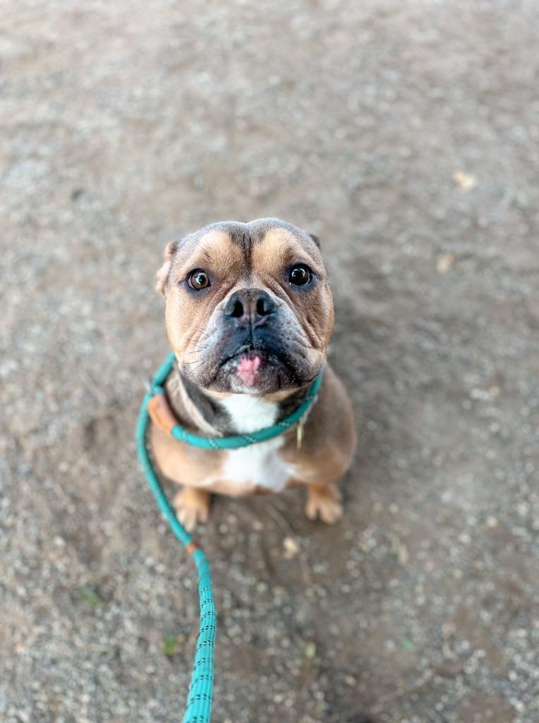 Enlarge Ulysses, a Adoptable mixed breed in Chico, CA image 4/4