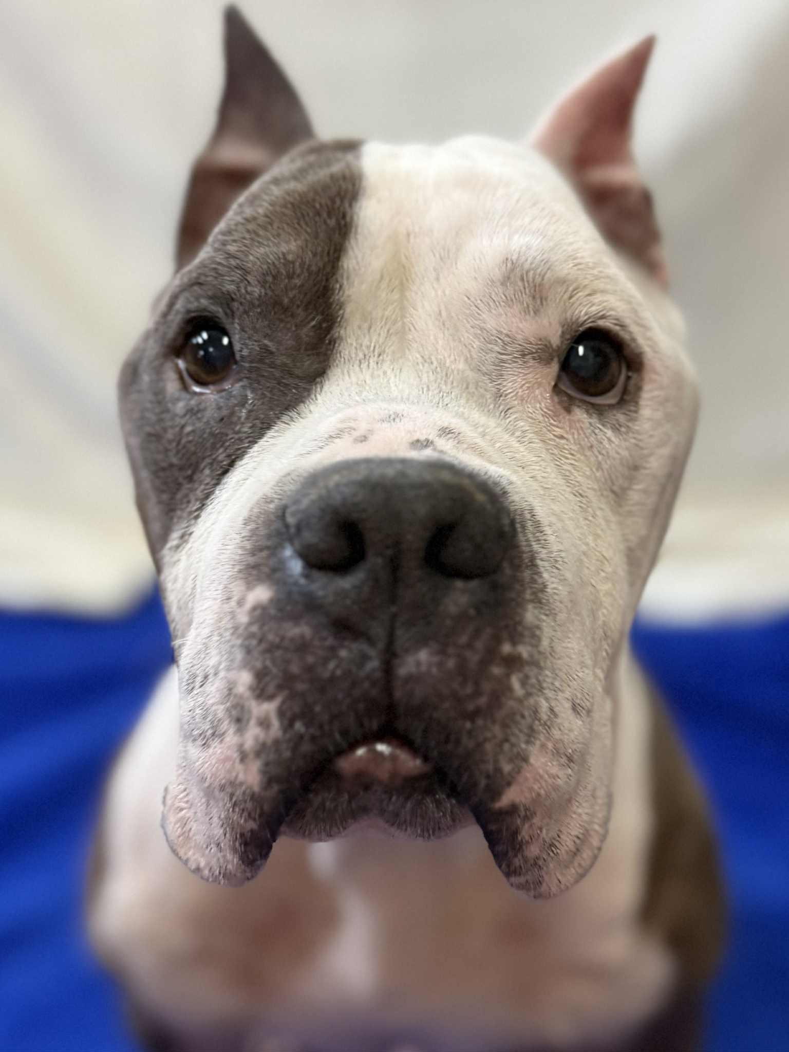 Enlarge HOT TODDY, a ADOPTABLE Pit Bull Terrier in Port Clinton, OH image 1/2