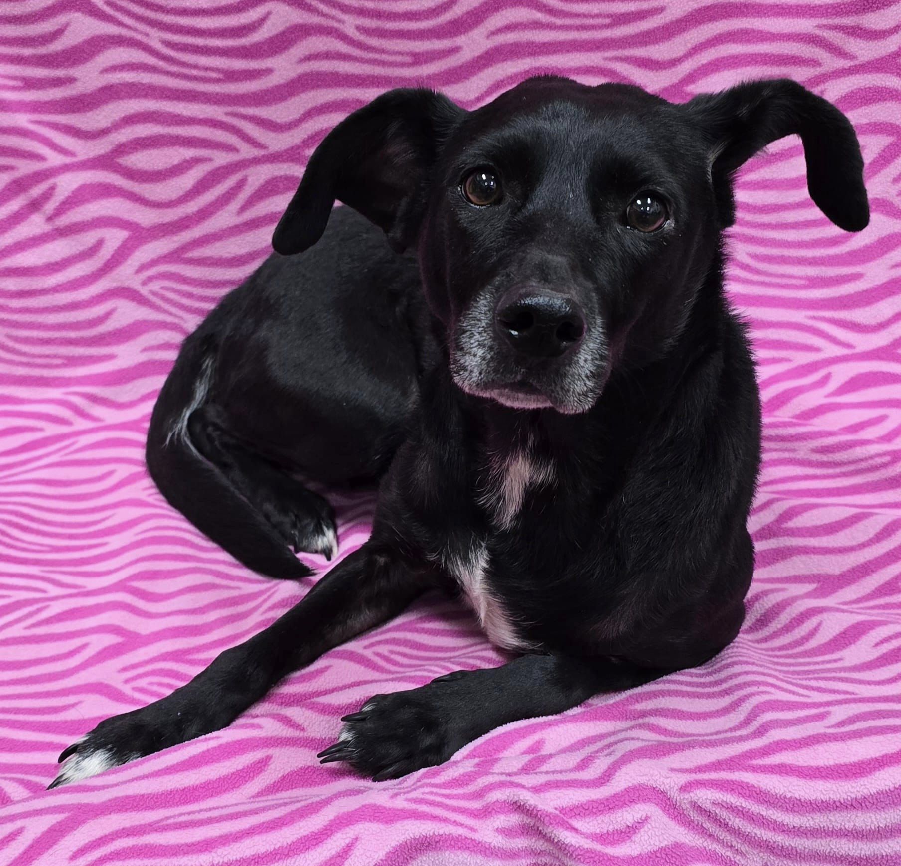 Lorelai, adoptable, Adult Female Mixed Breed.