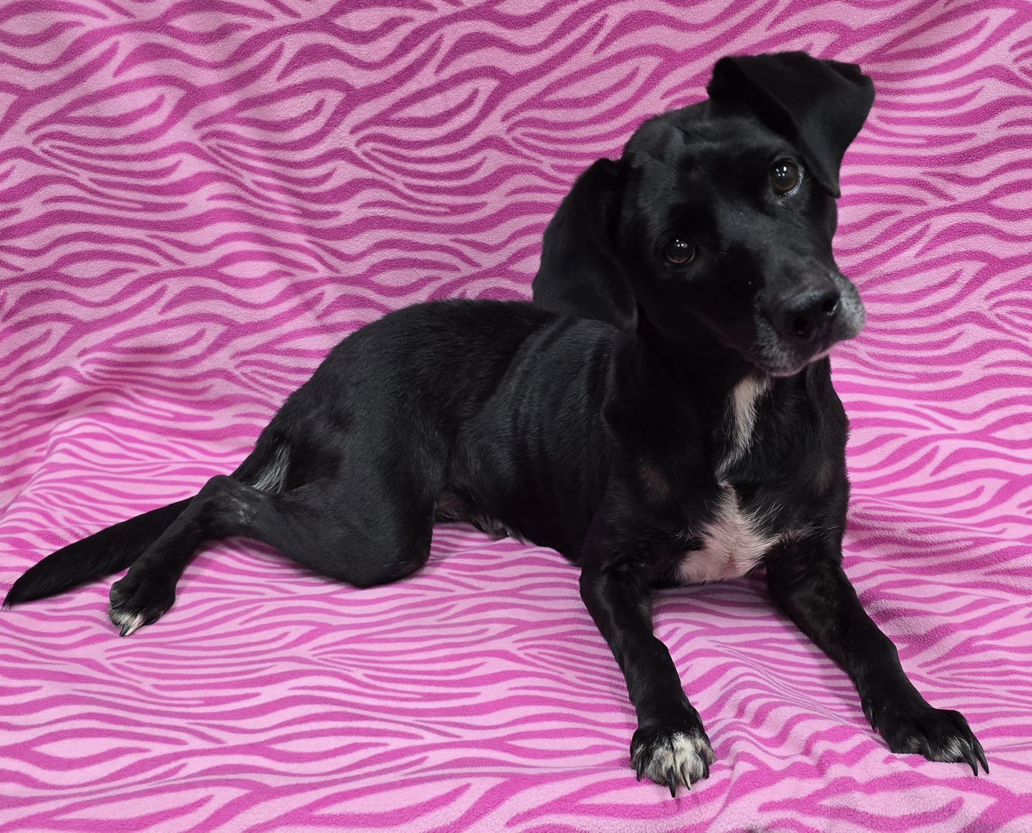 Enlarge Lorelai, an adoptable Mixed Breed in Frankfort, IN image 2/4