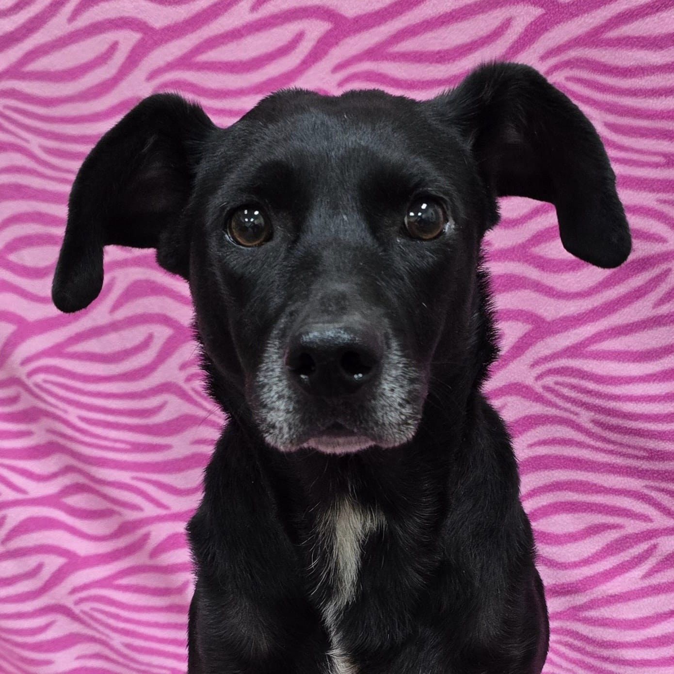 Enlarge Lorelai, an adoptable Mixed Breed in Frankfort, IN image 3/4