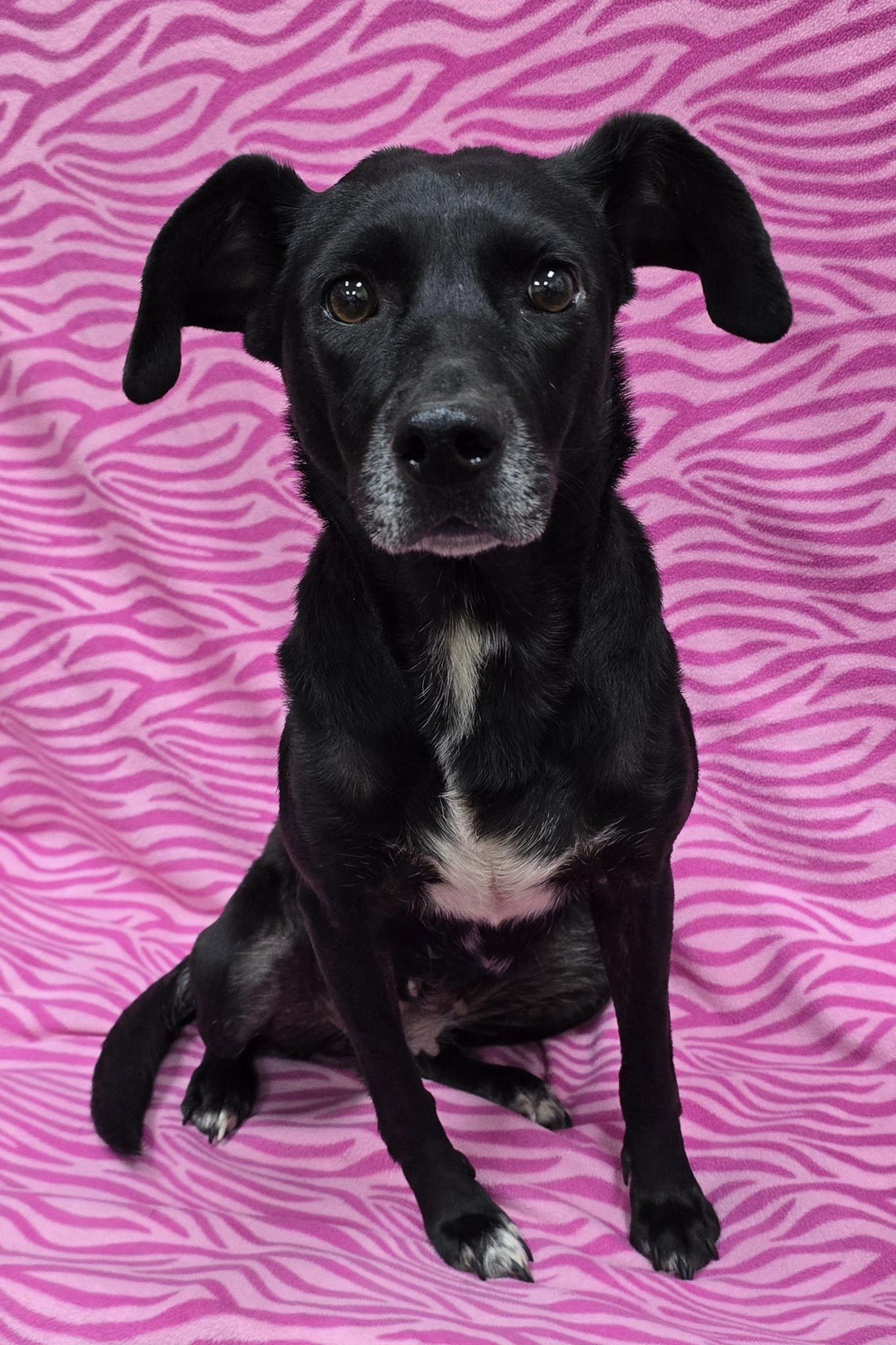 Enlarge Lorelai, an adoptable Mixed Breed in Frankfort, IN image 4/4