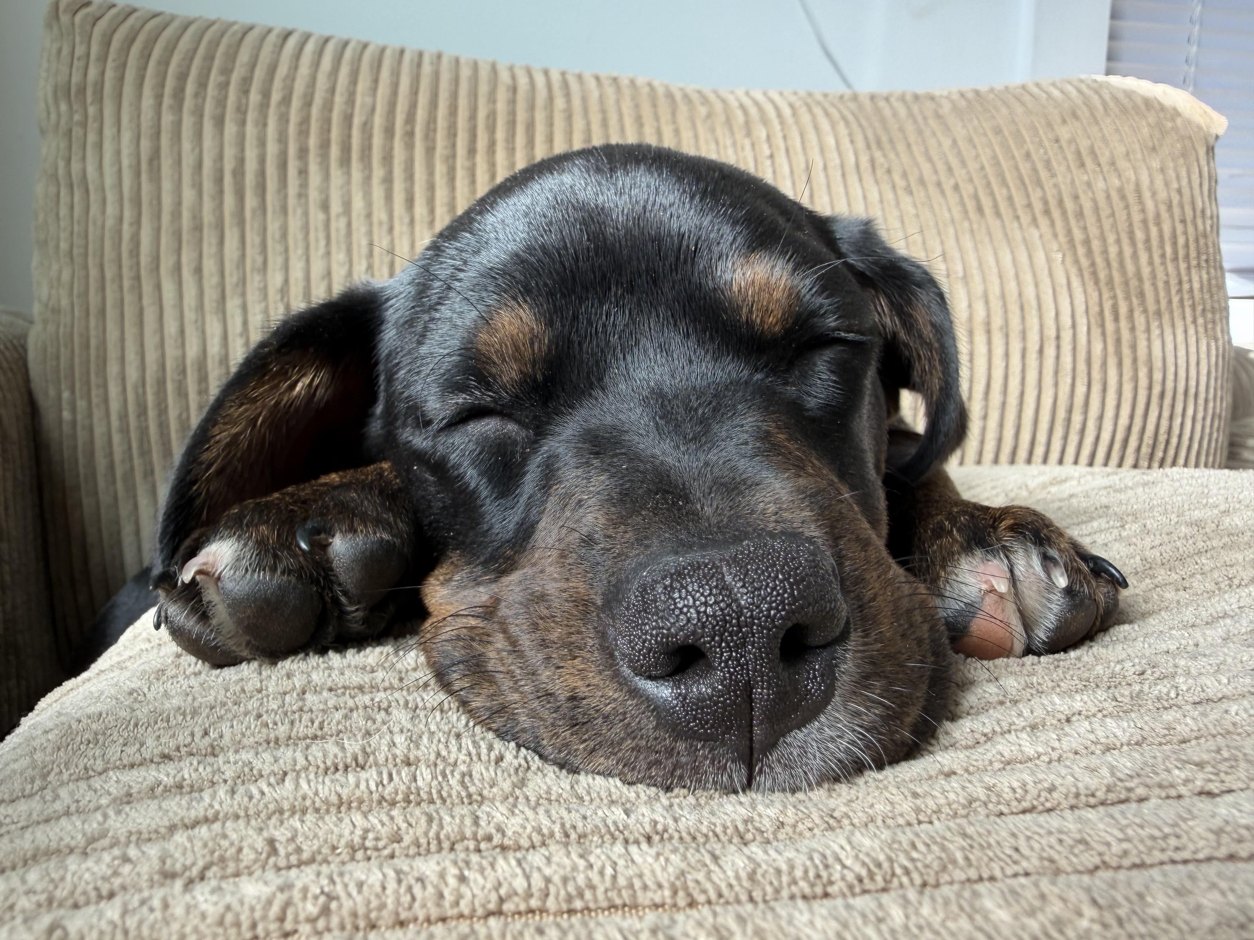 Enlarge Tuck, a ADOPTABLE mixed breed in Charlotte, NC image 1/5