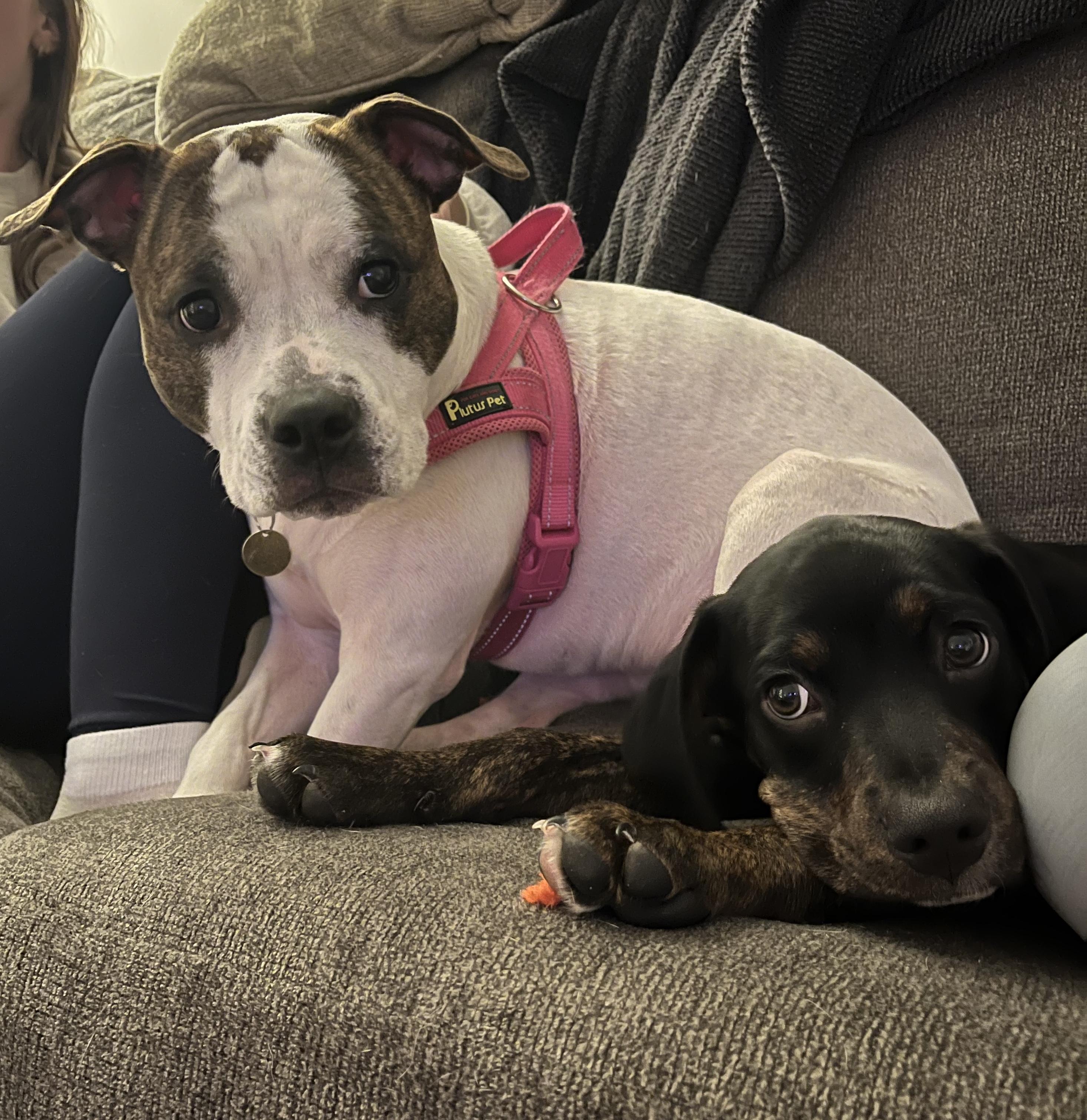 Enlarge Tuck, a ADOPTABLE mixed breed in Charlotte, NC image 4/5