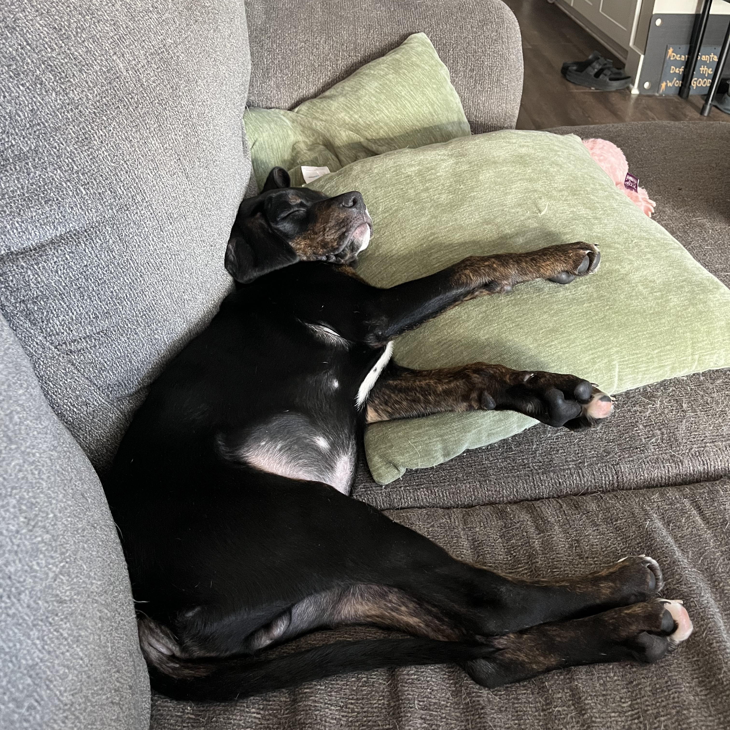 Enlarge Tuck, a ADOPTABLE mixed breed in Charlotte, NC image 3/5