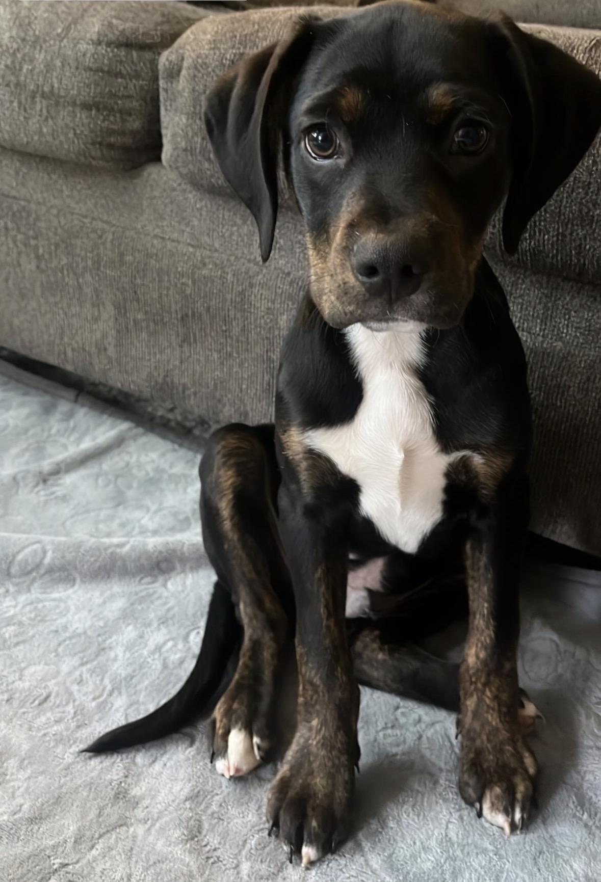 Enlarge Tuck, a ADOPTABLE mixed breed in Charlotte, NC image 5/5