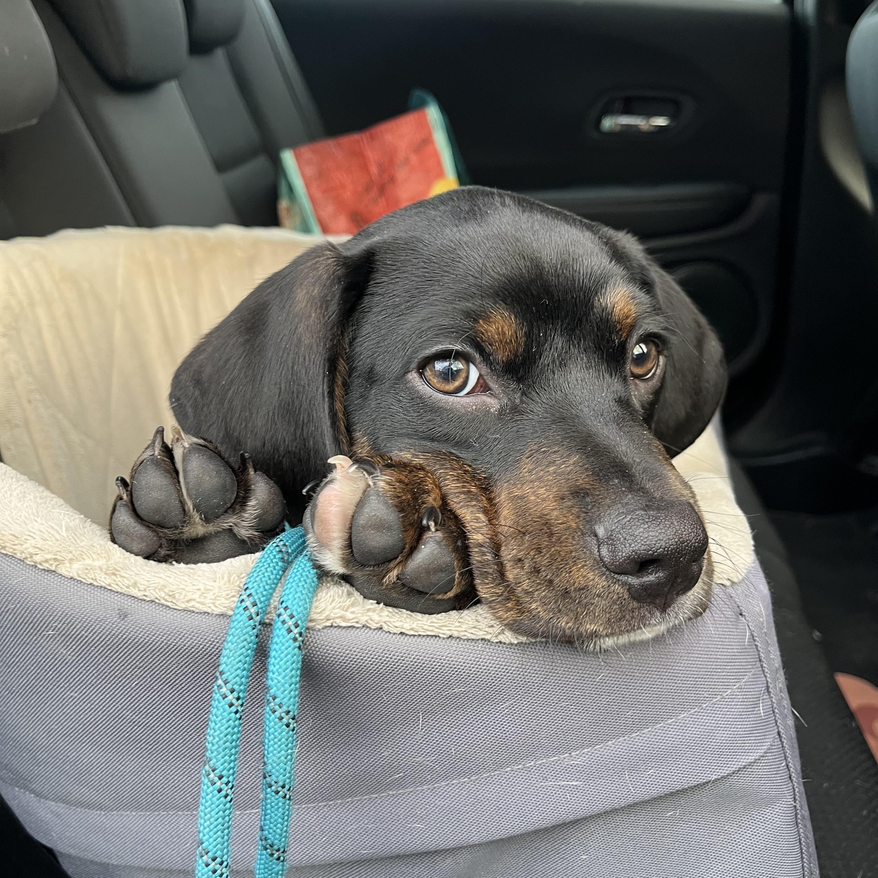 Tuck, ADOPTABLE, Puppy Male Hound.
