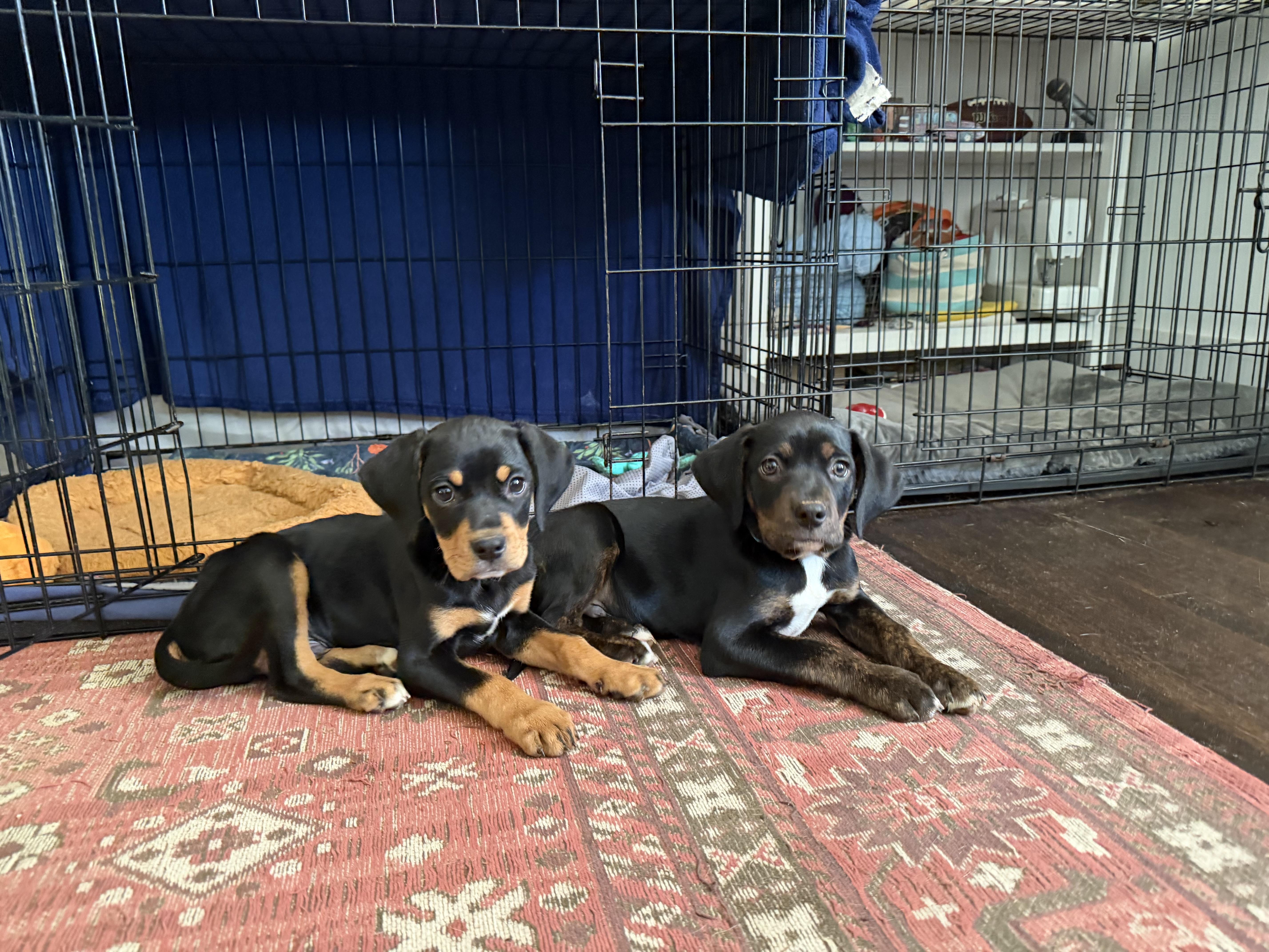 Enlarge Tuck, a ADOPTABLE mixed breed in Charlotte, NC image 3/5