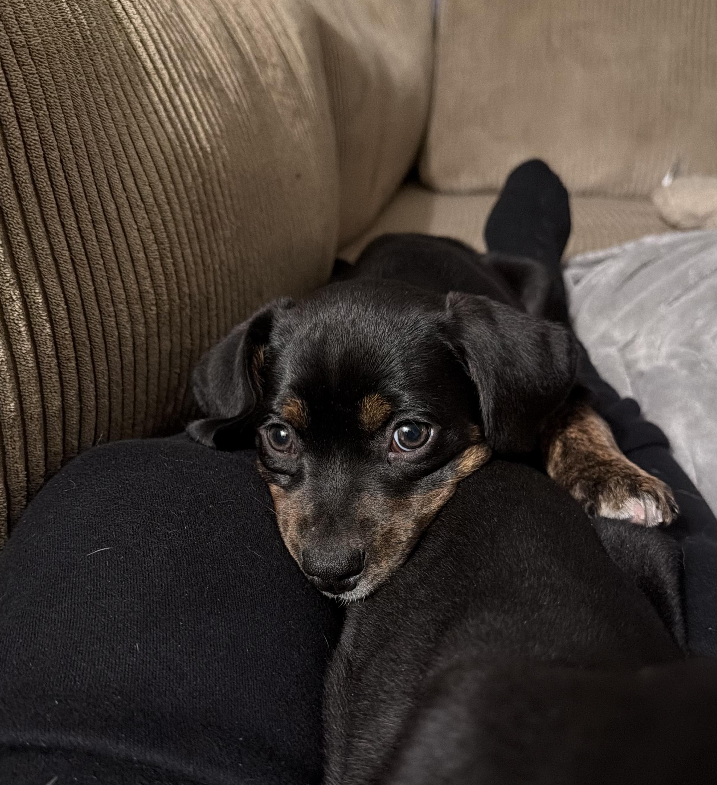 Enlarge Tuck, a ADOPTABLE mixed breed in Charlotte, NC image 4/5