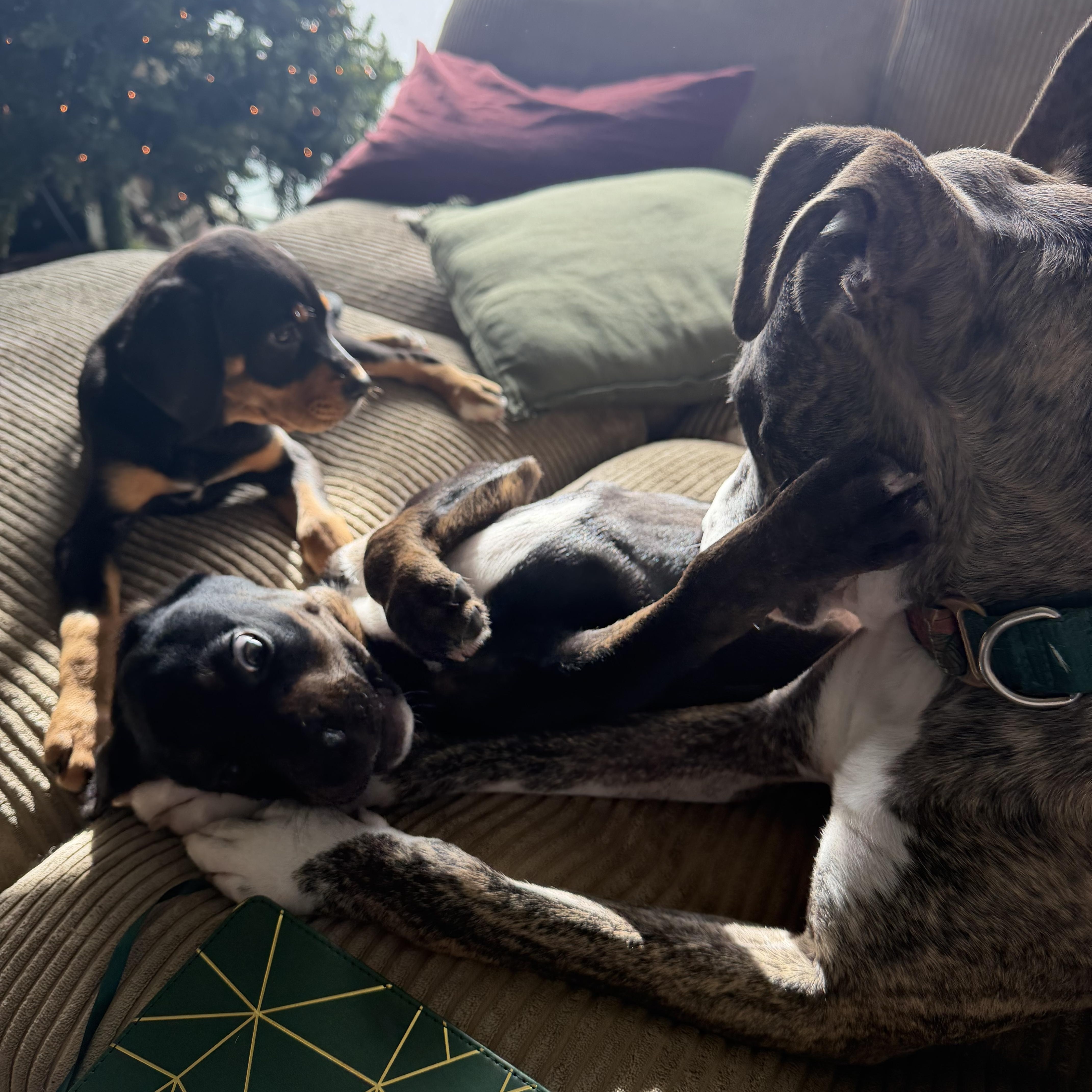 Enlarge Tuck, a ADOPTABLE mixed breed in Charlotte, NC image 5/5