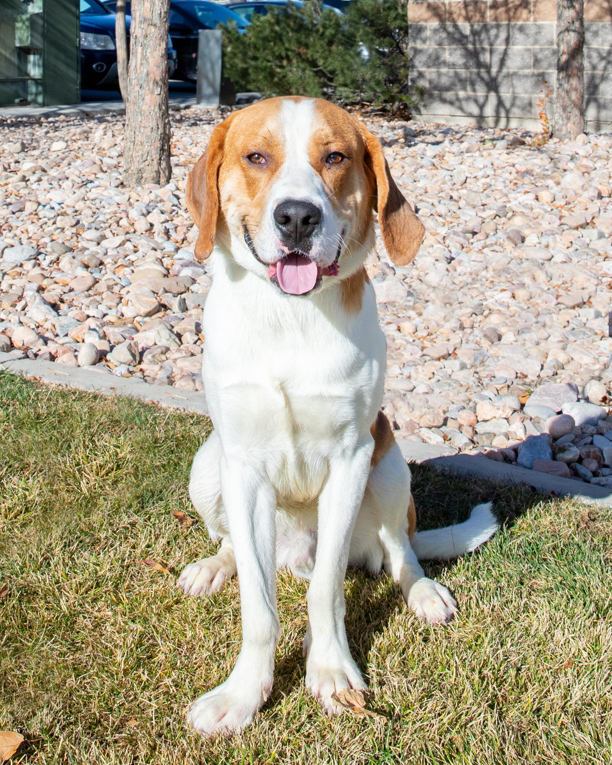 Enlarge Forest (91741), a ADOPTABLE mixed breed in Spanish Fork, UT image 1/1