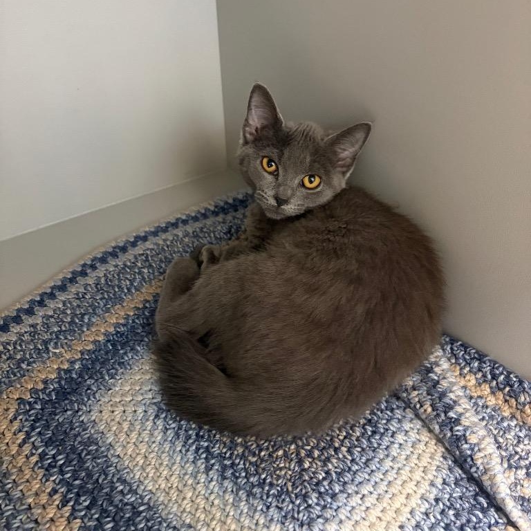 Gemini, Adoptable, Young Female Domestic Short Hair.