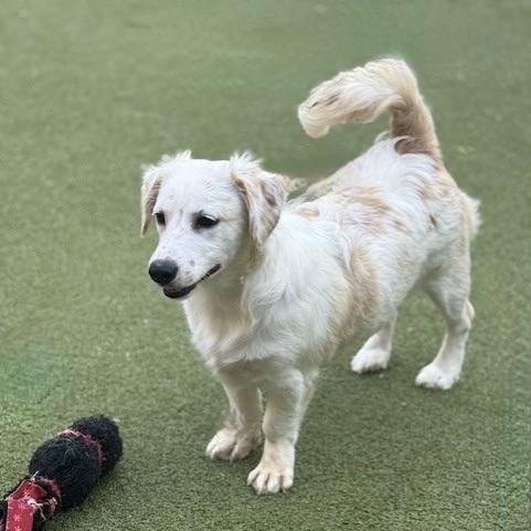 FRANKIE, an adoptable Poodle, Chihuahua in cheyenne, WY, 82009 | Photo Image 3