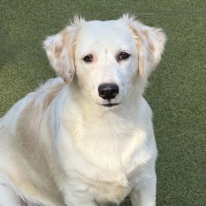 FRANKIE, an adoptable Poodle, Chihuahua in cheyenne, WY, 82009 | Photo Image 2