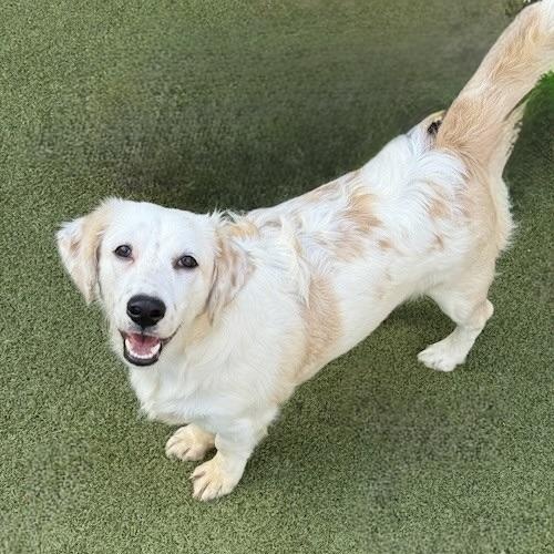 FRANKIE, an adoptable Poodle, Chihuahua in cheyenne, WY, 82009 | Photo Image 1