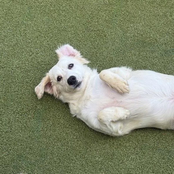 FRANKIE, an adoptable Poodle, Chihuahua in cheyenne, WY, 82009 | Photo Image 5