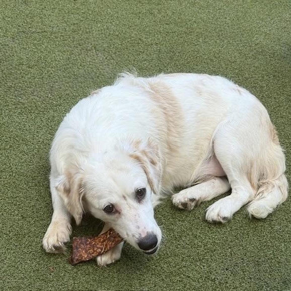 FRANKIE, an adoptable Poodle, Chihuahua in cheyenne, WY, 82009 | Photo Image 6