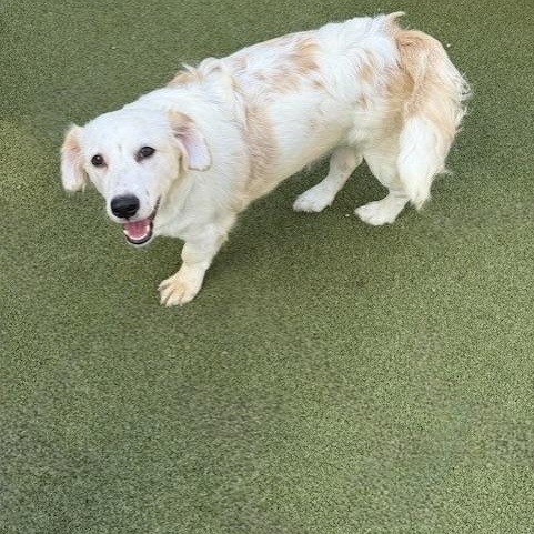 FRANKIE, an adoptable Poodle, Chihuahua in cheyenne, WY, 82009 | Photo Image 4