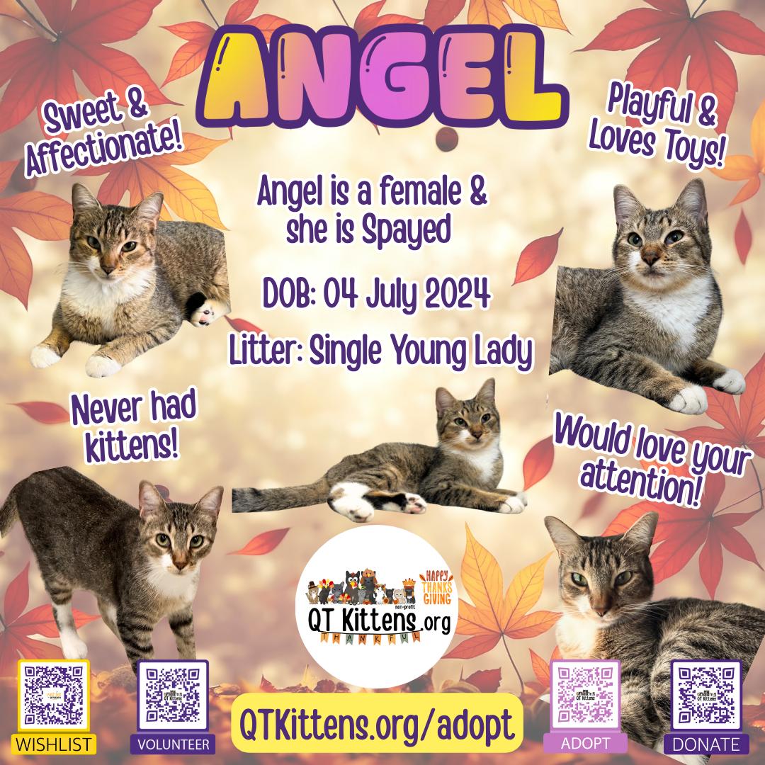 Enlarge Angel, a Adopted Domestic Short Hair in Naples, FL image 1/3