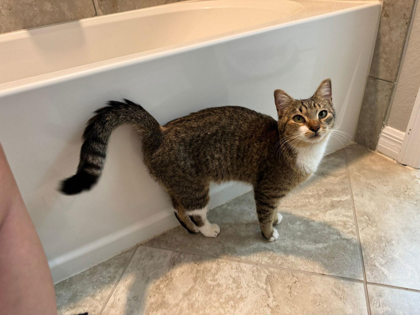 Enlarge Angel, a Adopted Domestic Short Hair in Naples, FL image 2/3