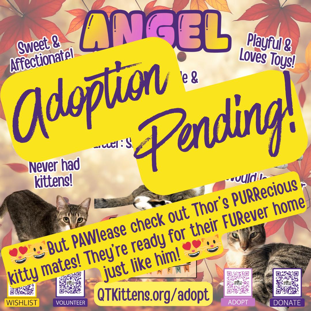 Enlarge Angel, a Adopted Domestic Short Hair in Naples, FL image 3/3