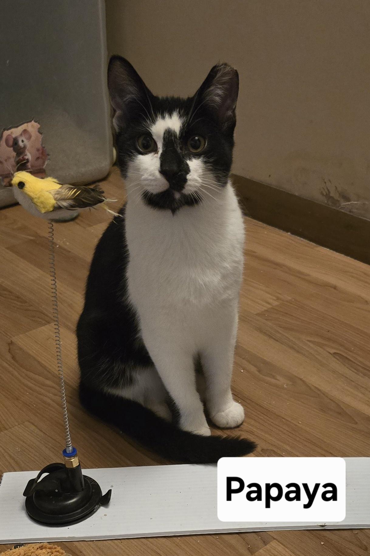 Enlarge Papaya, a Adoptable Domestic Short Hair in Massillon, OH image 1/1