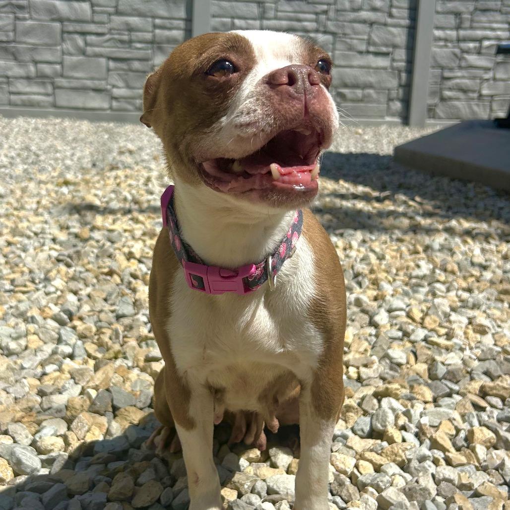 Berkley, a Adoptable Boston Terrier in St. Louis, MO image 1/5