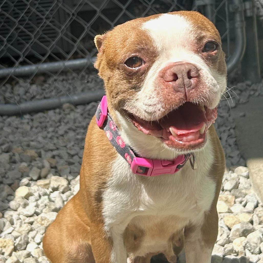 Berkley, a Adoptable Boston Terrier in St. Louis, MO image 3/5