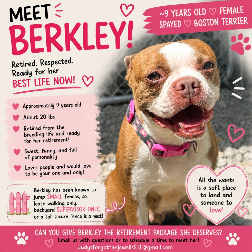 Enlarge Berkley, a Adoptable Boston Terrier in St. Louis, MO image 4/6
