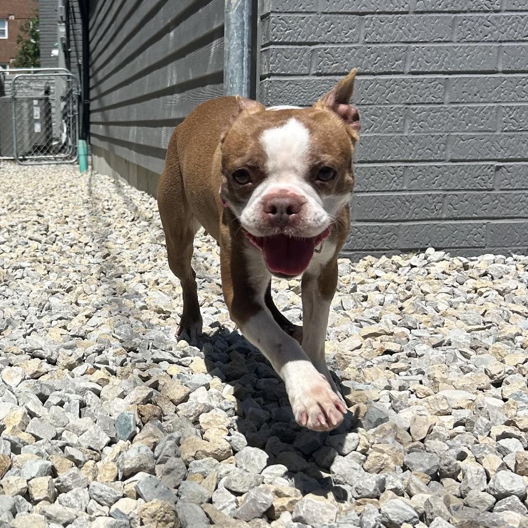 Berkley, a Adoptable Boston Terrier in St. Louis, MO image 5/5