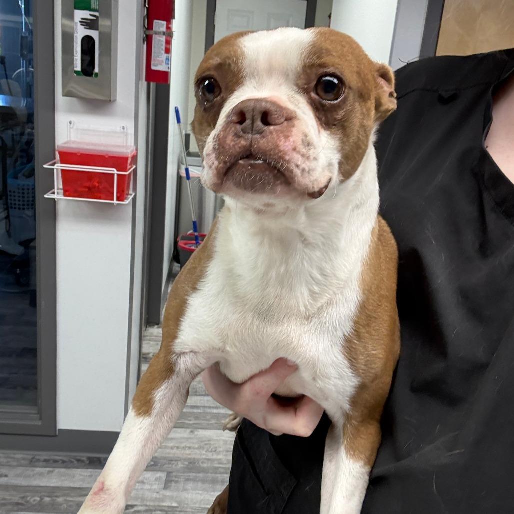 Enlarge Berkley, a Adoptable Boston Terrier in St. Louis, MO image 2/2