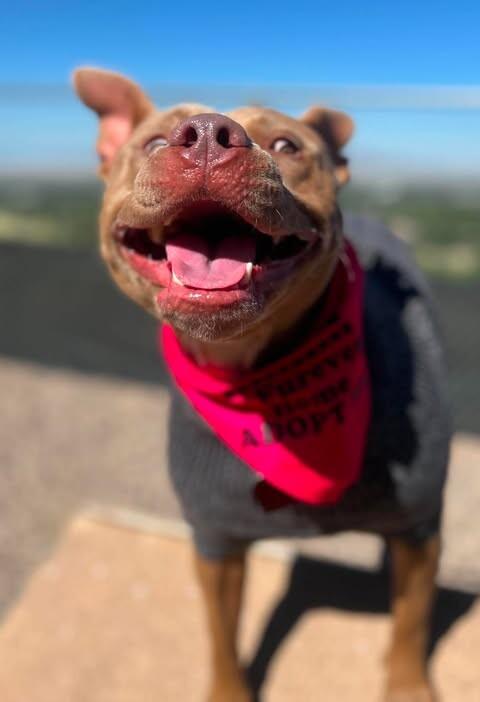 Enlarge Hazel, a Adoptable mixed breed in Fruit Heights, UT image 1/6