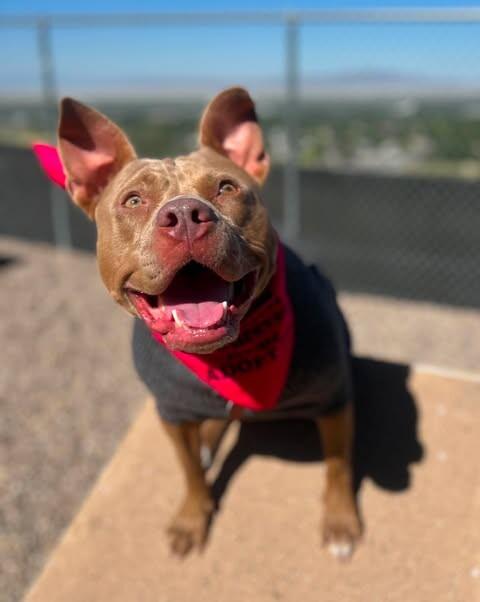 Enlarge Hazel, a Adoptable mixed breed in Fruit Heights, UT image 2/6