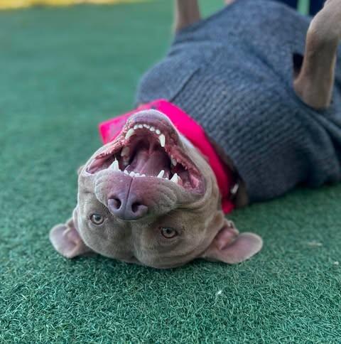Enlarge Hazel, a Adoptable mixed breed in Fruit Heights, UT image 3/6