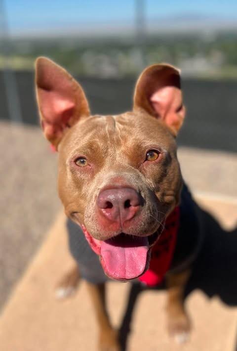 Enlarge Hazel, a Adoptable mixed breed in Fruit Heights, UT image 4/6