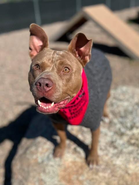 Enlarge Hazel, a Adoptable mixed breed in Fruit Heights, UT image 5/6