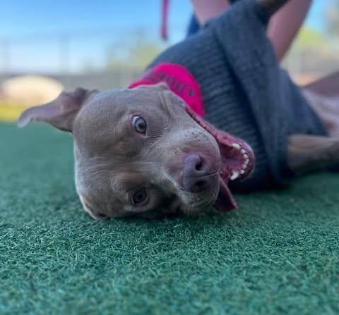 Enlarge Hazel, a Adoptable mixed breed in Fruit Heights, UT image 6/6