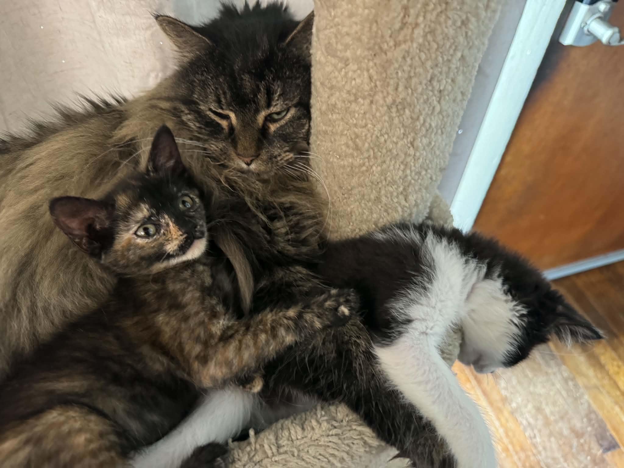 Enlarge Sage, a Adopted Tortoiseshell in Arnold, MO image 4/4