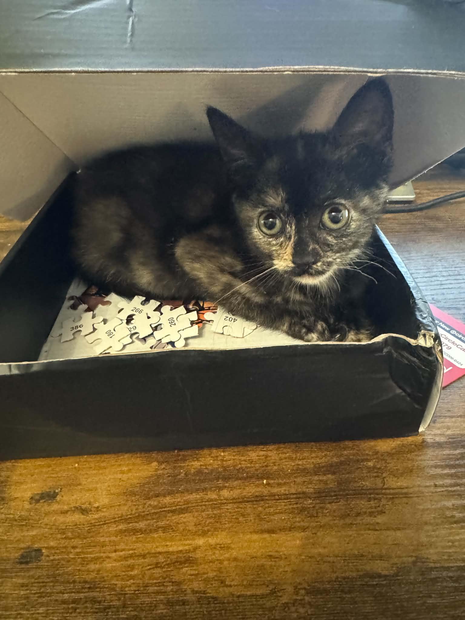 Enlarge Sage, a Adopted Tortoiseshell in Arnold, MO image 2/4