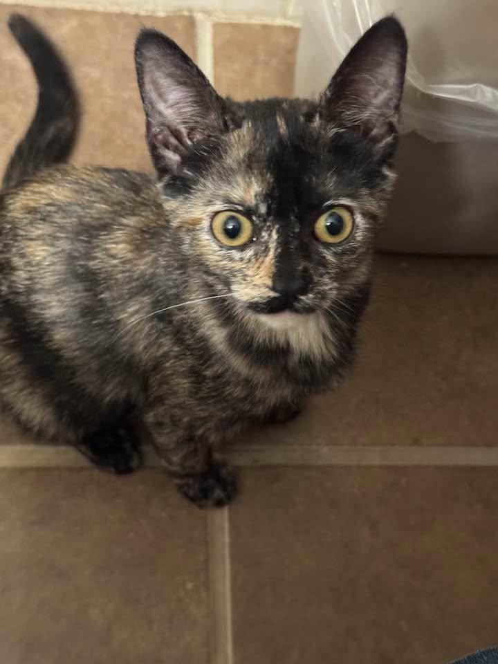 Sage, Adoptable, Kitten Female Tortoiseshell.