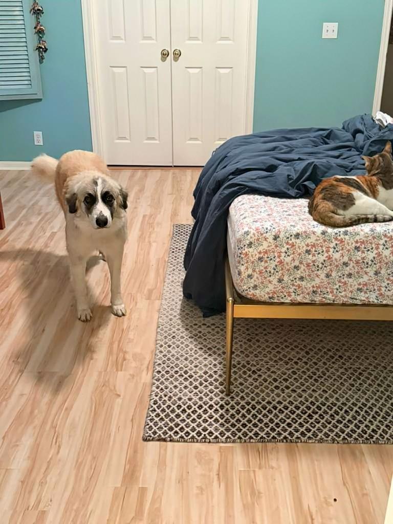 Enlarge Bonita , a Adoptable mixed breed in Pittsburgh, PA image 4/6