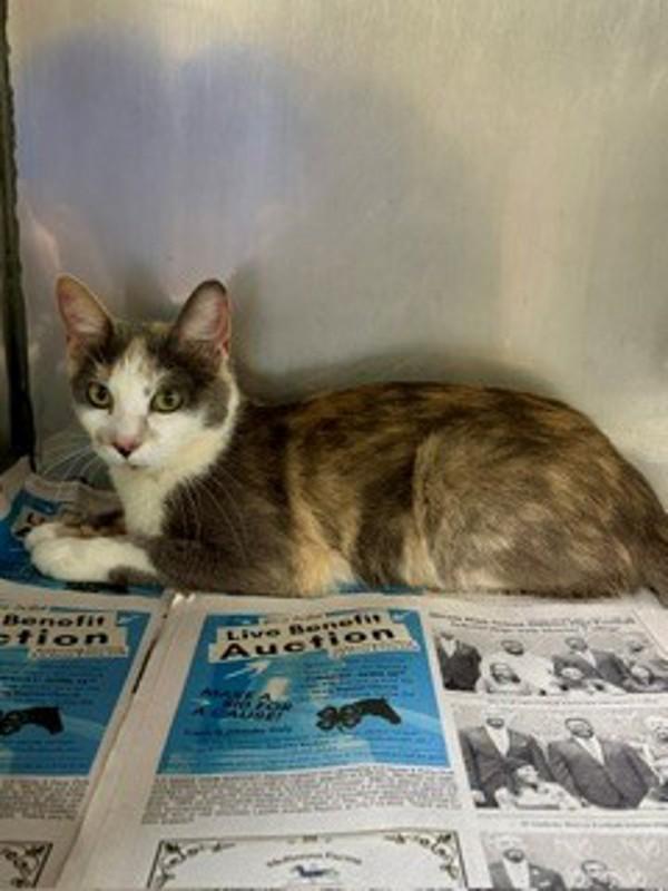 26-09-2751 Tia, Adoptable, Adult Female Domestic Short Hair.